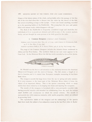 PADDLE-FISH / COMMON STURGEON